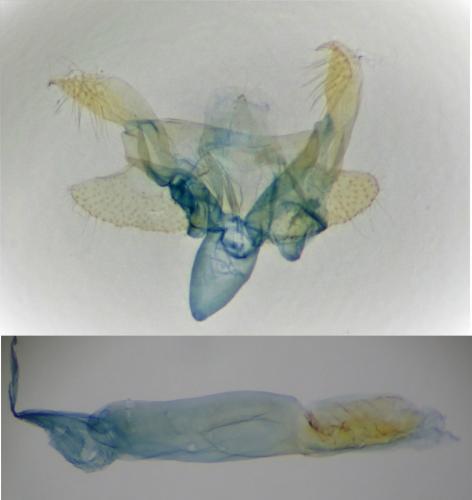 Argolamprotes micella