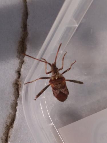 Leptoglossus occidentalis