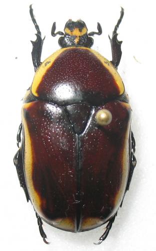 Réf. 273 909 : Pachnoda tridentata diabolica