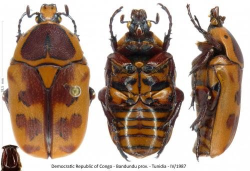 Pachnoda leopoldiana