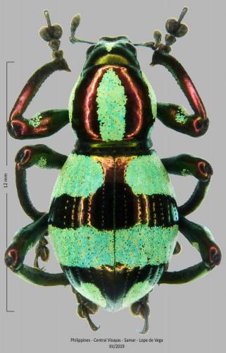 Pachyrhynchus speciosus samarensis