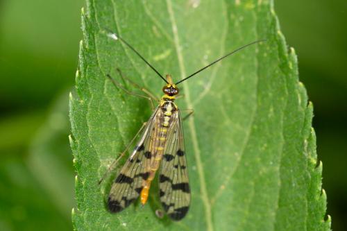 Panorpa germanica