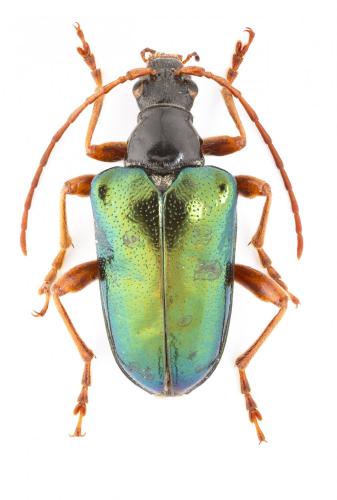 Gaurotes cyanipennis