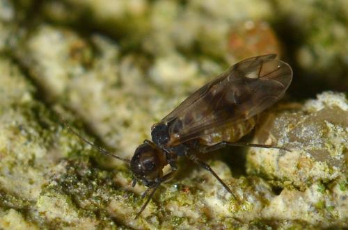 Réf. 273 495 : Peripsocus milleri