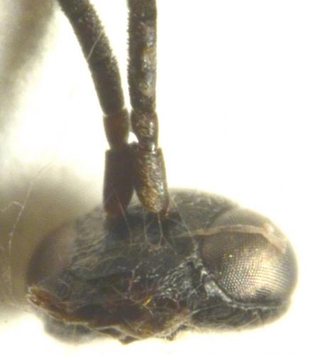 Réf. 273 388 : Agenioideus nubecula