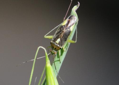Réf. 273 417 : Closterotomus trivialis