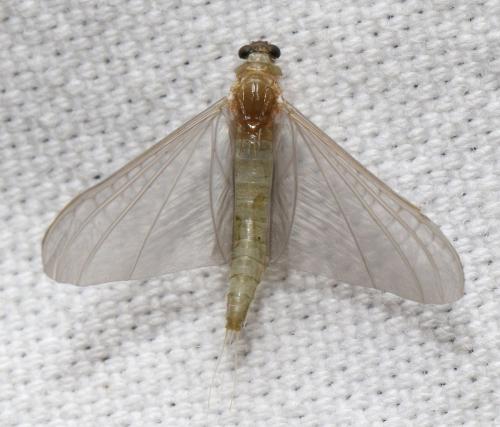 Oligoneuriella rhenana