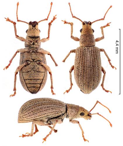 Pseudomyllocerus canescens