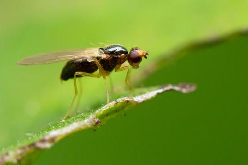 Chamaepsila humeralis