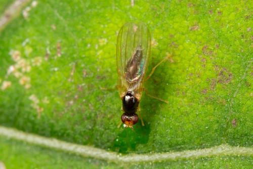 Réf. 273 455 : Chamaepsila humeralis