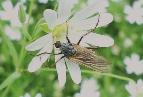 Empis tessellata