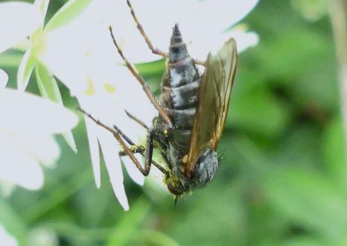 Empis tessellata