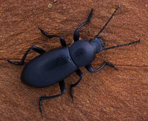 Réf. 273 162 : Raiboscelis sp.