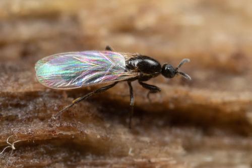 Anapausis sp.