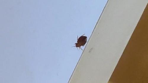 Réf. 273 547 : Cimex sp.