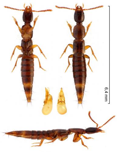 Réf. 273 063 : Othius subuliformis