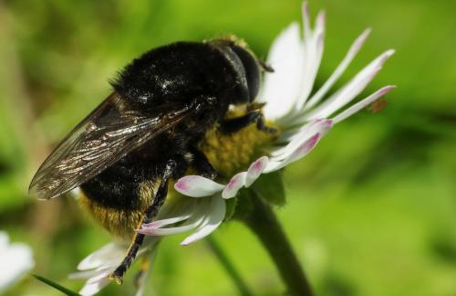 Merodon equestris
