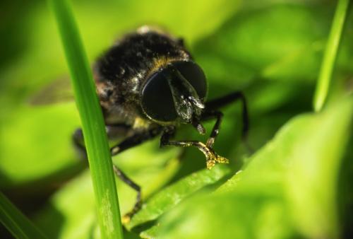 Merodon equestris