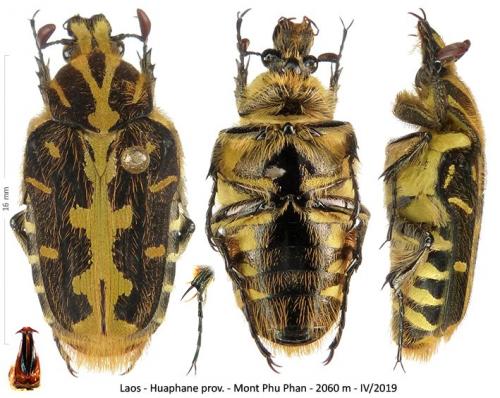 Taeniodera zebraea