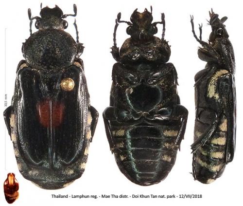 Réf. 273 981 : Euremina guttata