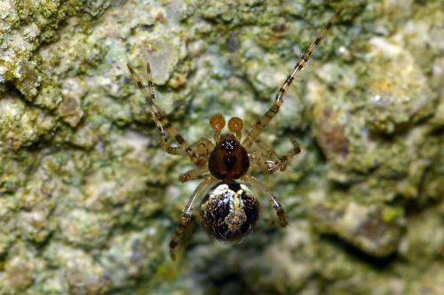 Theridion sp.