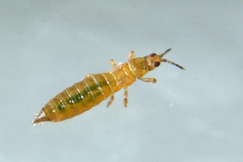 Réf. 273 199 : Anaphothrips obscurus