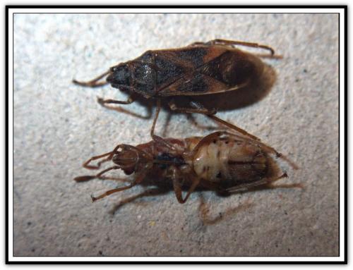 Arocatus roeselii