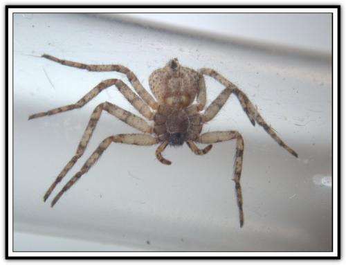 Philodromus sp.