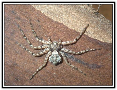 Philodromus sp.