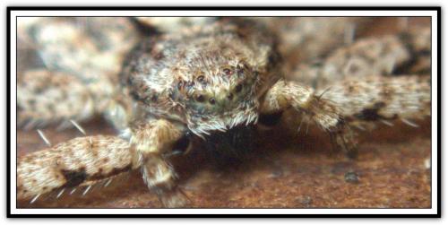 Réf. 273 176 : Philodromus sp.