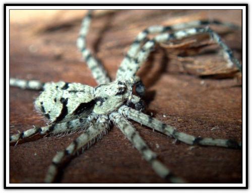 Philodromus margaritatus