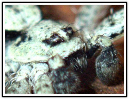 Philodromus margaritatus