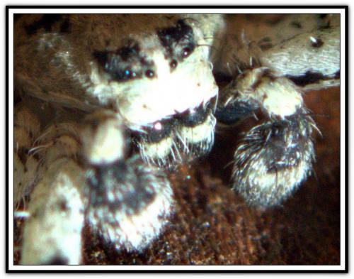 Philodromus margaritatus