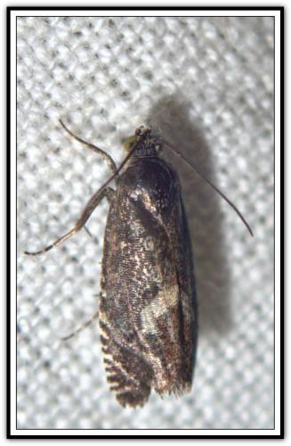 Réf. 273 653 : Grapholita sp.