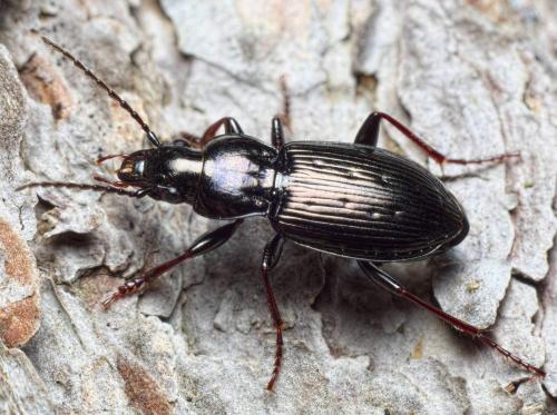 Pterostichus oblongopunctatus