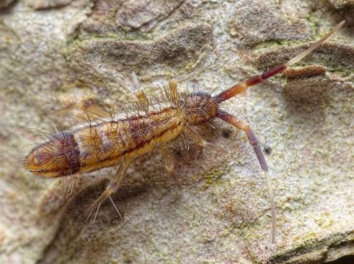 Orchesella flavescens