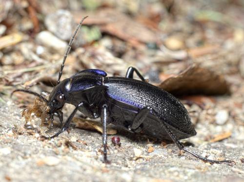 Réf. 273 982 : Carabus problematicus