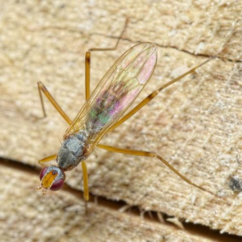 Réf. 273 960 : Calobata petronella