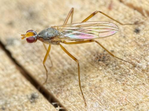 Réf. 273 959 : Calobata petronella