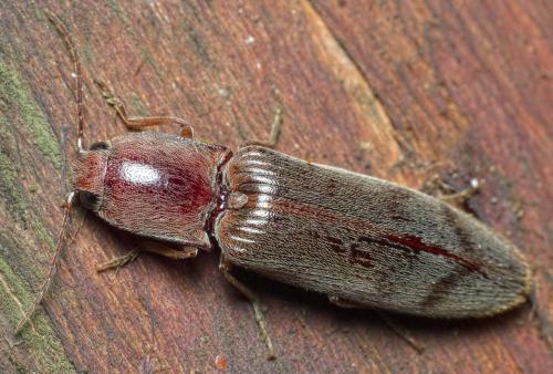 Réf. 273 828 : Stenagostus rhombeus