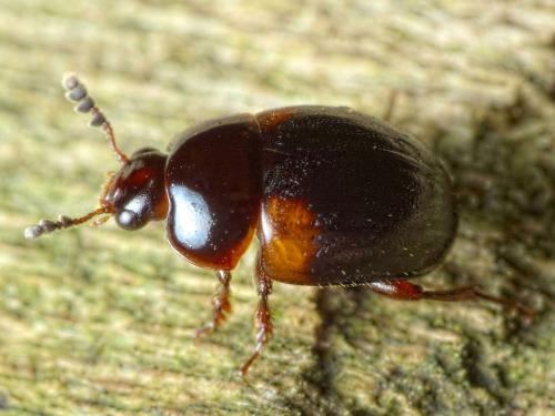 Anisotoma humeralis