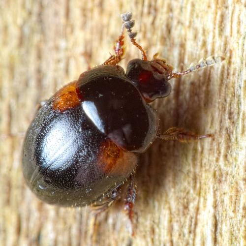 Réf. 273 904 : Anisotoma humeralis