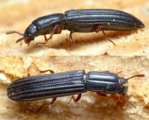 Réf. 273 910 : Colydium elongatum