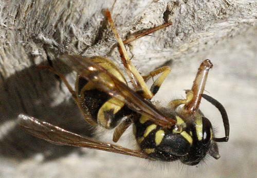 Réf. 273 426 : Vespula sp.