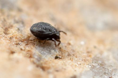 Scutovertex sculptus