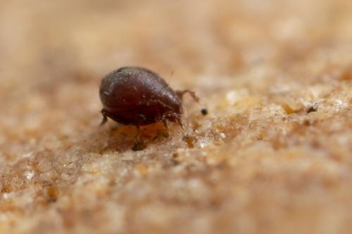 Zetorchestes falzonii