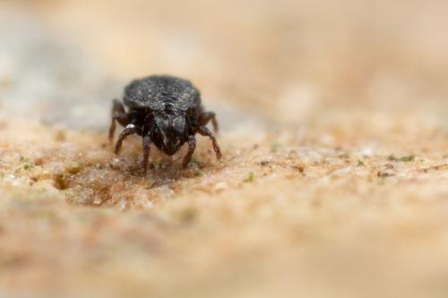 Scutovertex sculptus