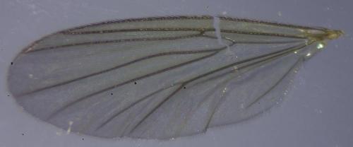 Exechia fusca
