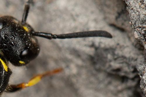 Ancistrocerus sp.