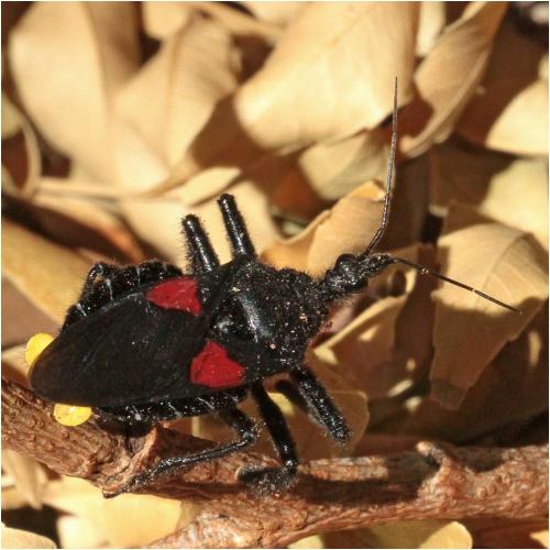 Réf. 273 298 : Apiomerus repletus